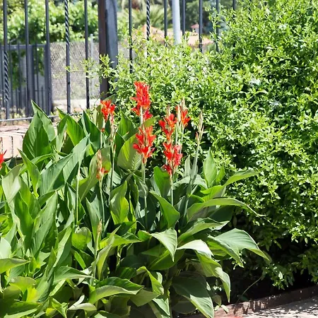 El Caminante * 卡米诺新村